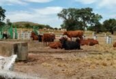 🐄 Premier Beef Cattle Ranch Investment – Mazabuka, Zambia