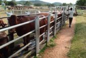 🐄 Premier Beef Cattle Ranch Investment – Mazabuka, Zambia