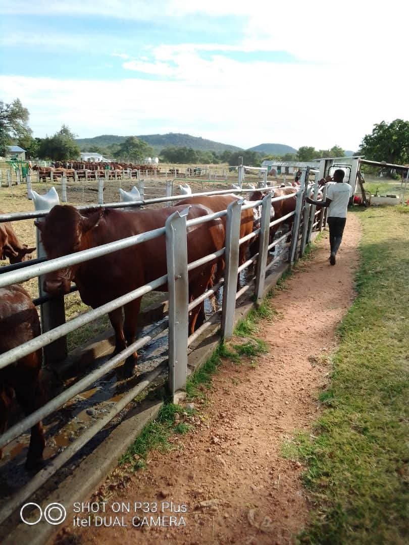 🐄 Premier Beef Cattle Ranch Investment – Mazabuka, Zambia