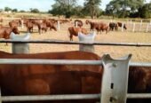 🐄 Premier Beef Cattle Ranch Investment – Mazabuka, Zambia