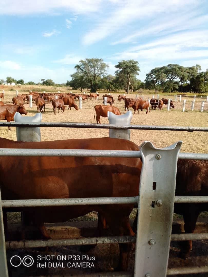🐄 Premier Beef Cattle Ranch Investment – Mazabuka, Zambia